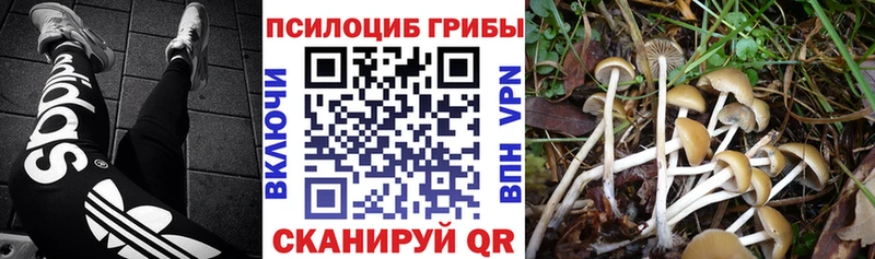 Галлюциногенные грибы прущие грибы  Купить где  Губкинский 